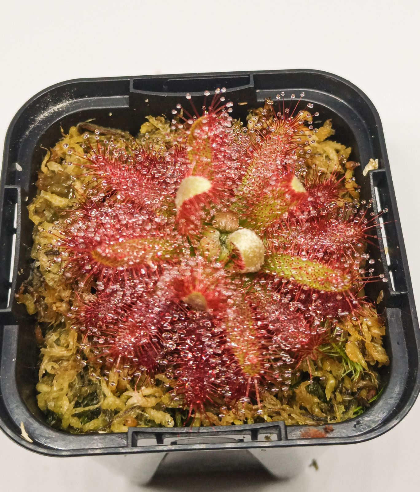 食虫植物 ドロセラ グラオモゴレンシス - メルカリ