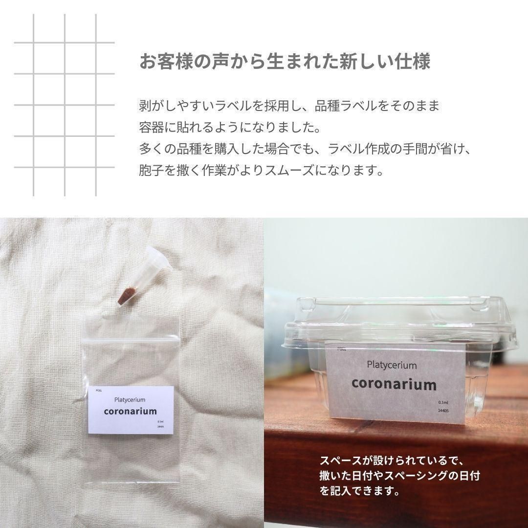 ホルタミー 【メルカリ便】 ビカクシダ 胞子培養株　holttumii 胞子] holttumii thin ホルタミー シン ビカクシダ - メルカリ