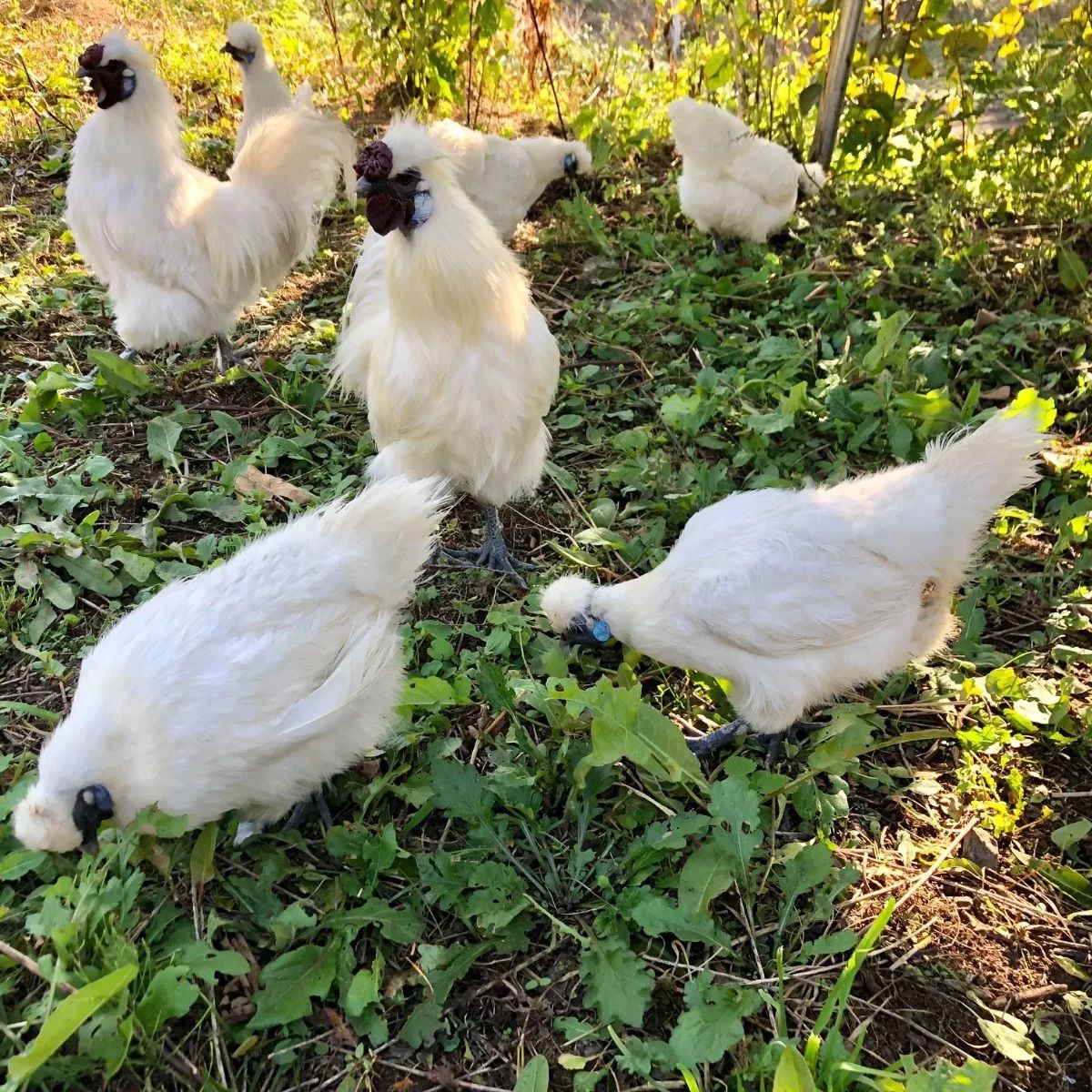 東京烏骨鶏の卵 烏骨鶏 ニワトリ 放し飼い 平飼い有精卵 TKG