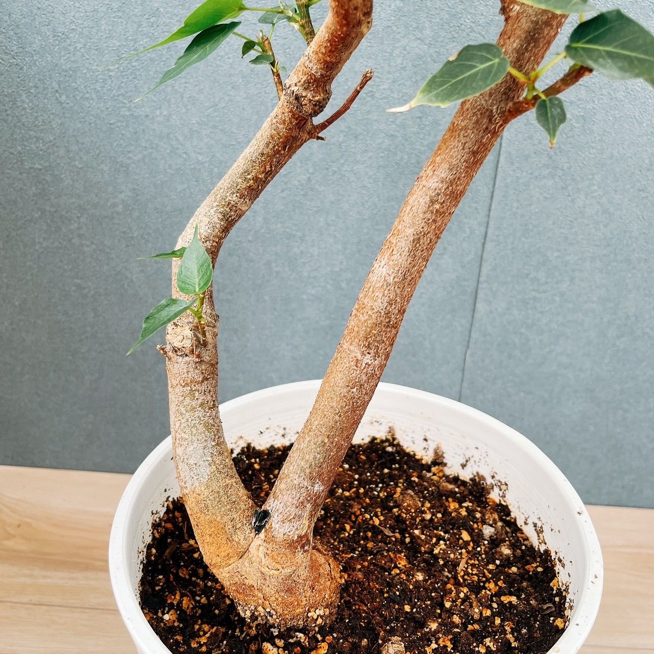 現品］A インドボダイジュ 7号 フィカスレリギオーサ 曲がり 観葉植物