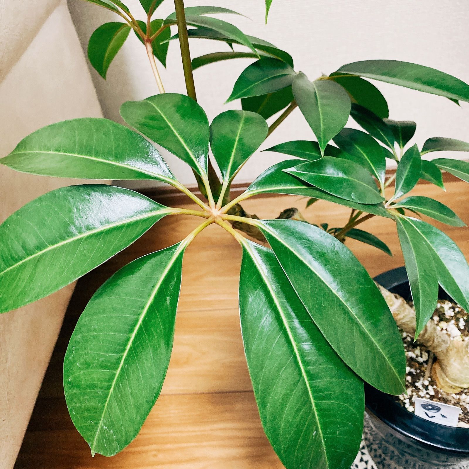 現品］ツピタンサス 7号 プラ鉢 観葉植物 室内 おしゃれ 大きい葉 幸福