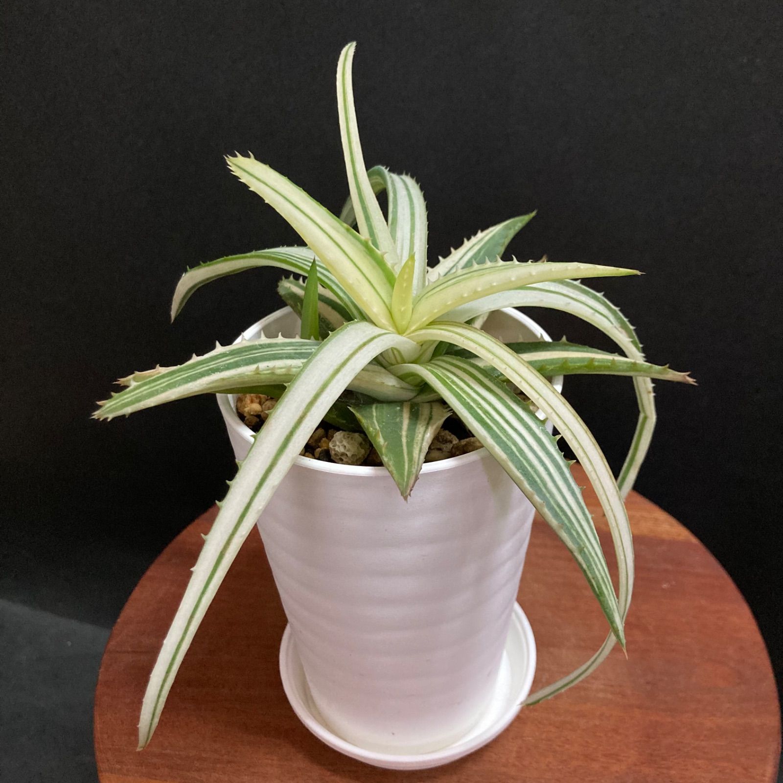 斑入りアロエ Aloe arborescens variegated うるさかっ