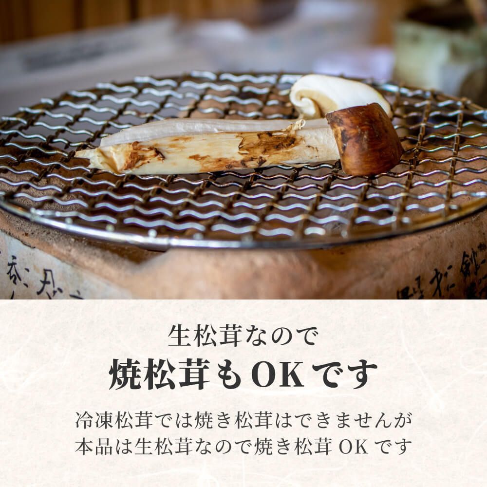 フレッシュ松茸1kg 生松茸 訳あり 折れ 割れ 欠けあり 生鮮 フレッシュ松茸1kg 生松茸 訳あり 折れ 割れ 欠けあり 生鮮