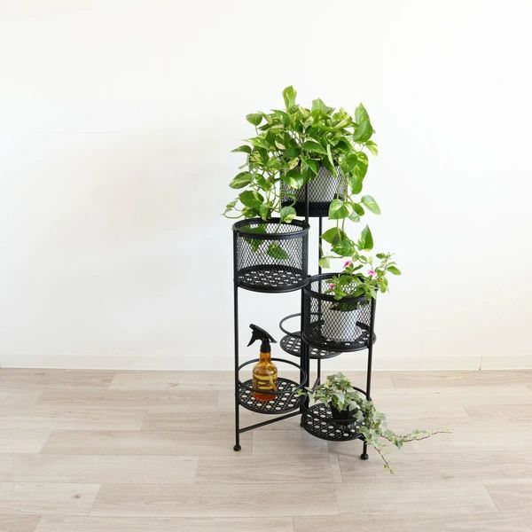 植物
