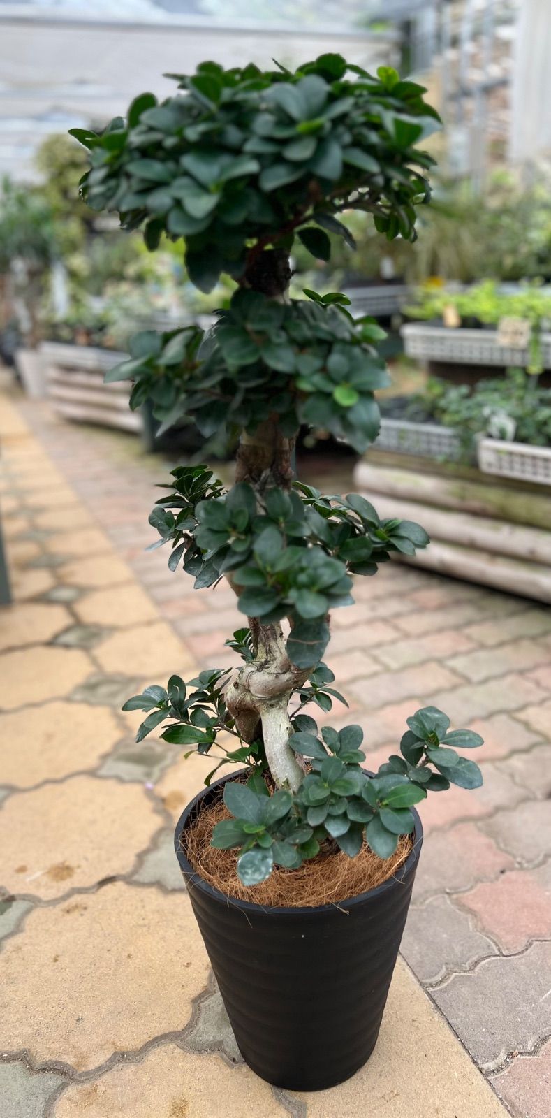 観葉植物 ✨多幸の木✨ ガジュマル 8の字仕立 (現品)観葉植物 高