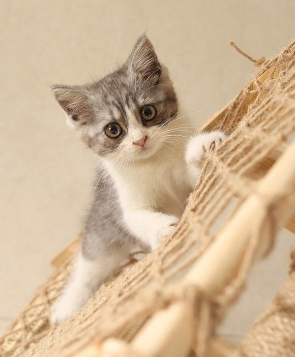 キャットハウス 猫ハウス
