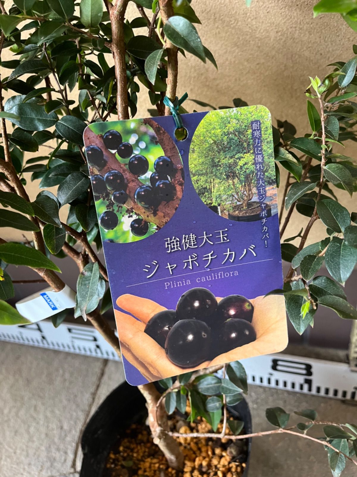 強健大玉ジャボチカバ苗