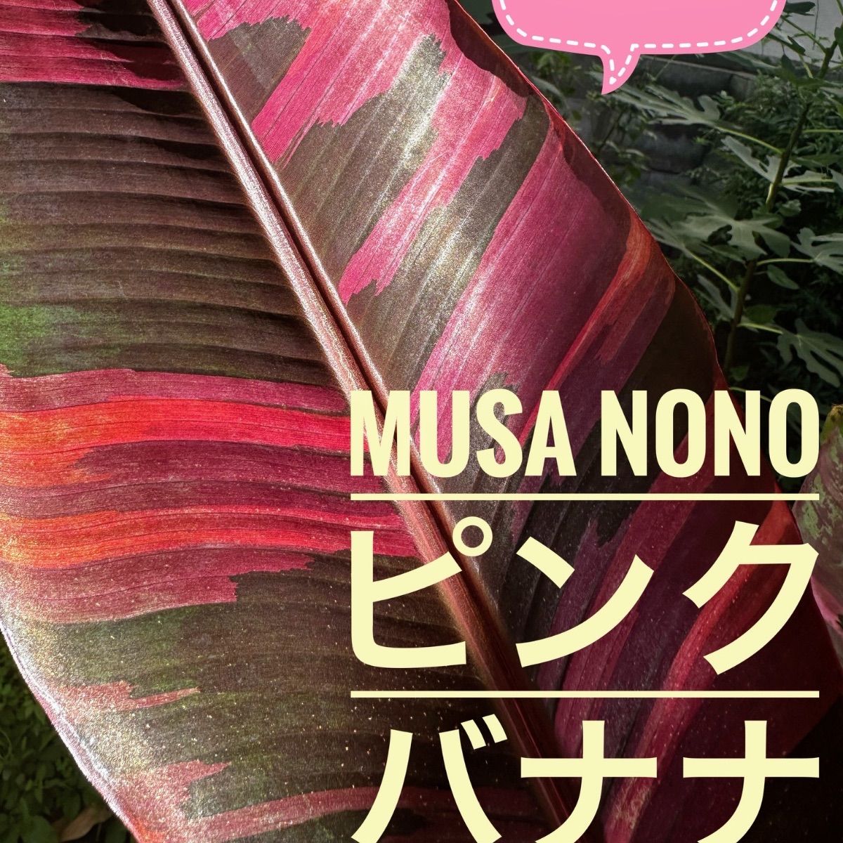 サマーセール ムサノノバナナ苗 Musa Nono Pink 斑入り
