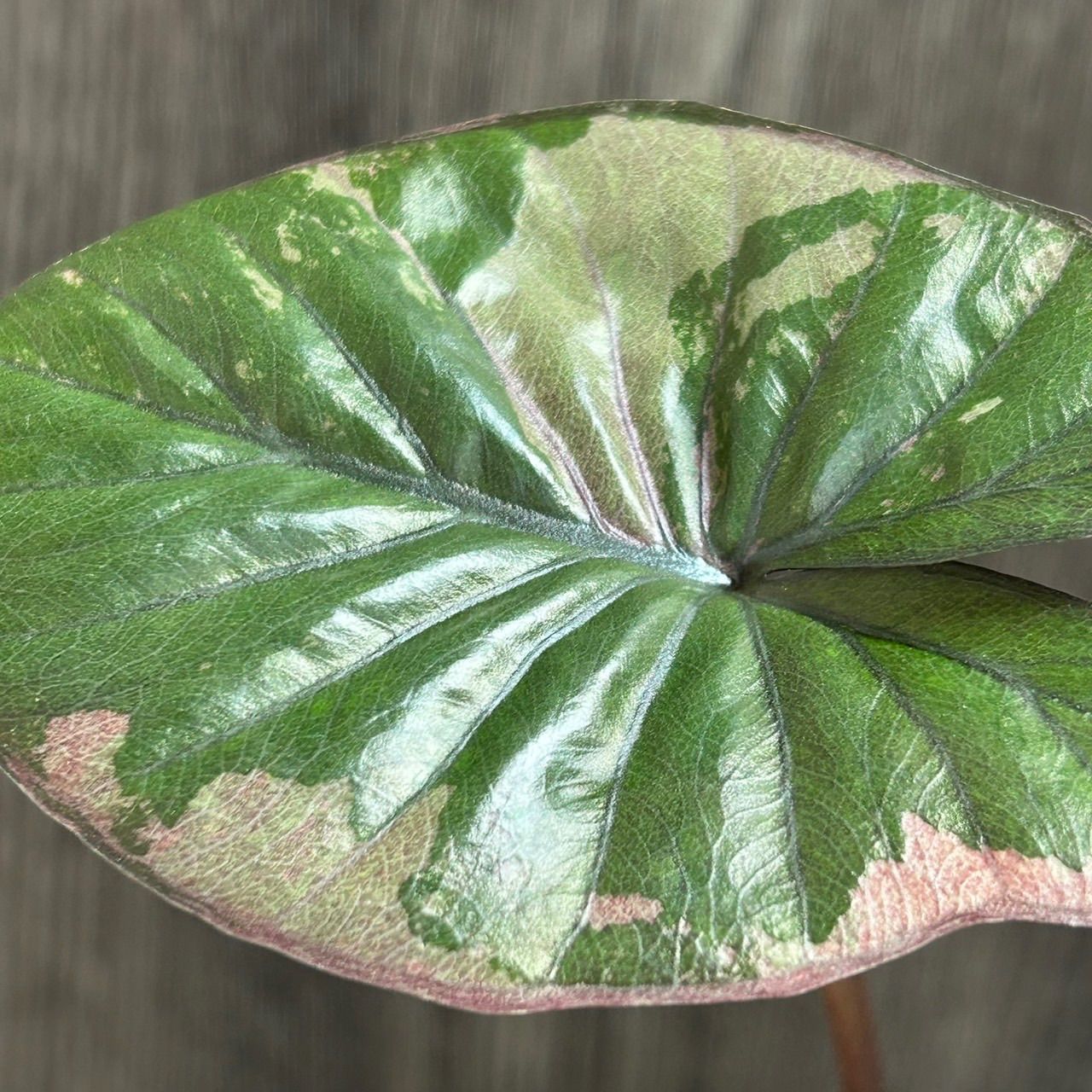 10212 Alocasia serendipity pink variegated アロカシア