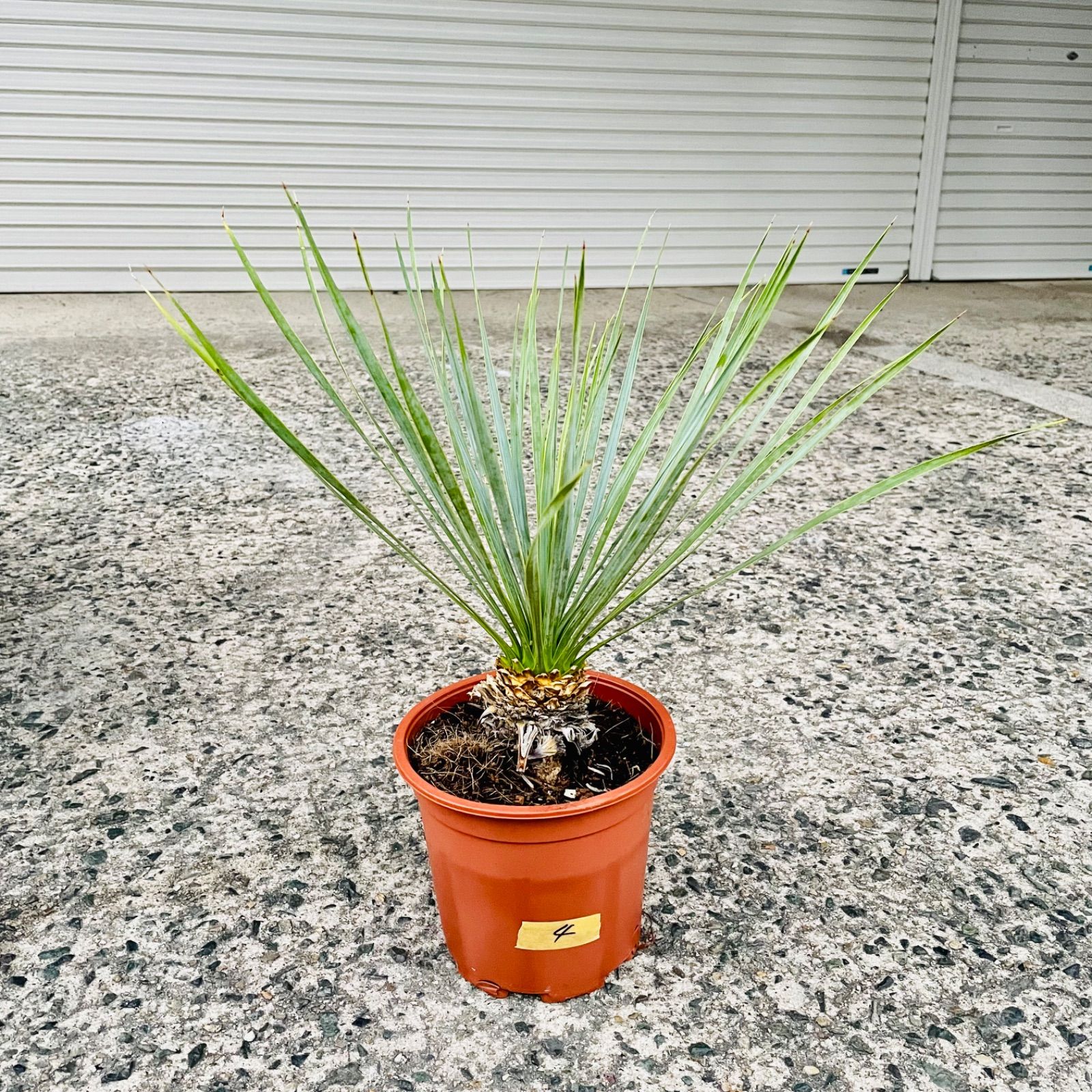 最安値挑戦】 ユッカロストラータ #4 地植え Yucca ユッカ 1m36