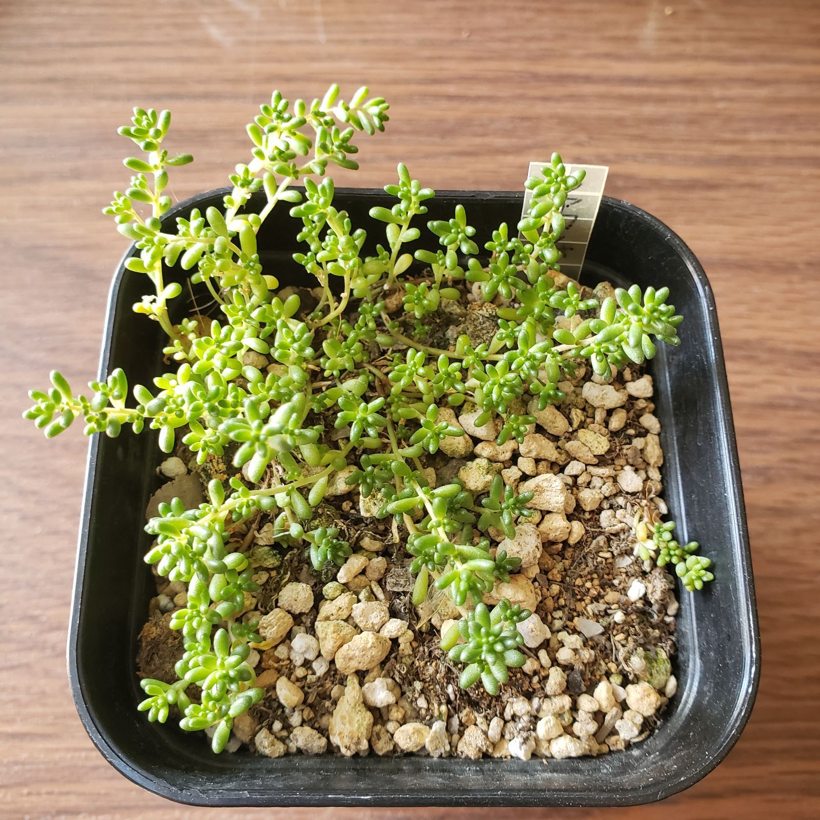 多肉植物 セダム アルブム ファロフォーム 抜き苗 - メルカリ
