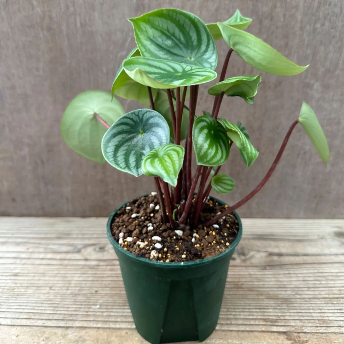 サンプル】ペペロミア サンデルシー Peperomia argyreia コショウ科 サダソウ属 スイカペペロミア 観葉植物 観葉 植物 インテリア  プレゼント おしゃれ かわいい グリーン - メルカリ