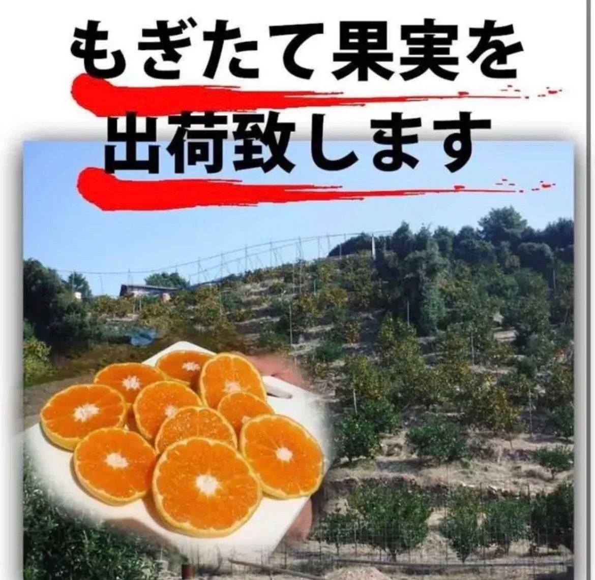 10月下旬～11月上旬発送予定商品分 みかん