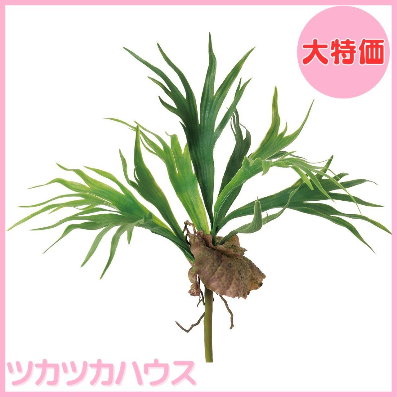 ビカクシダ YO マイフラ】 通販/MAGIQ ビカクシダ（コウモリラン） グリーン