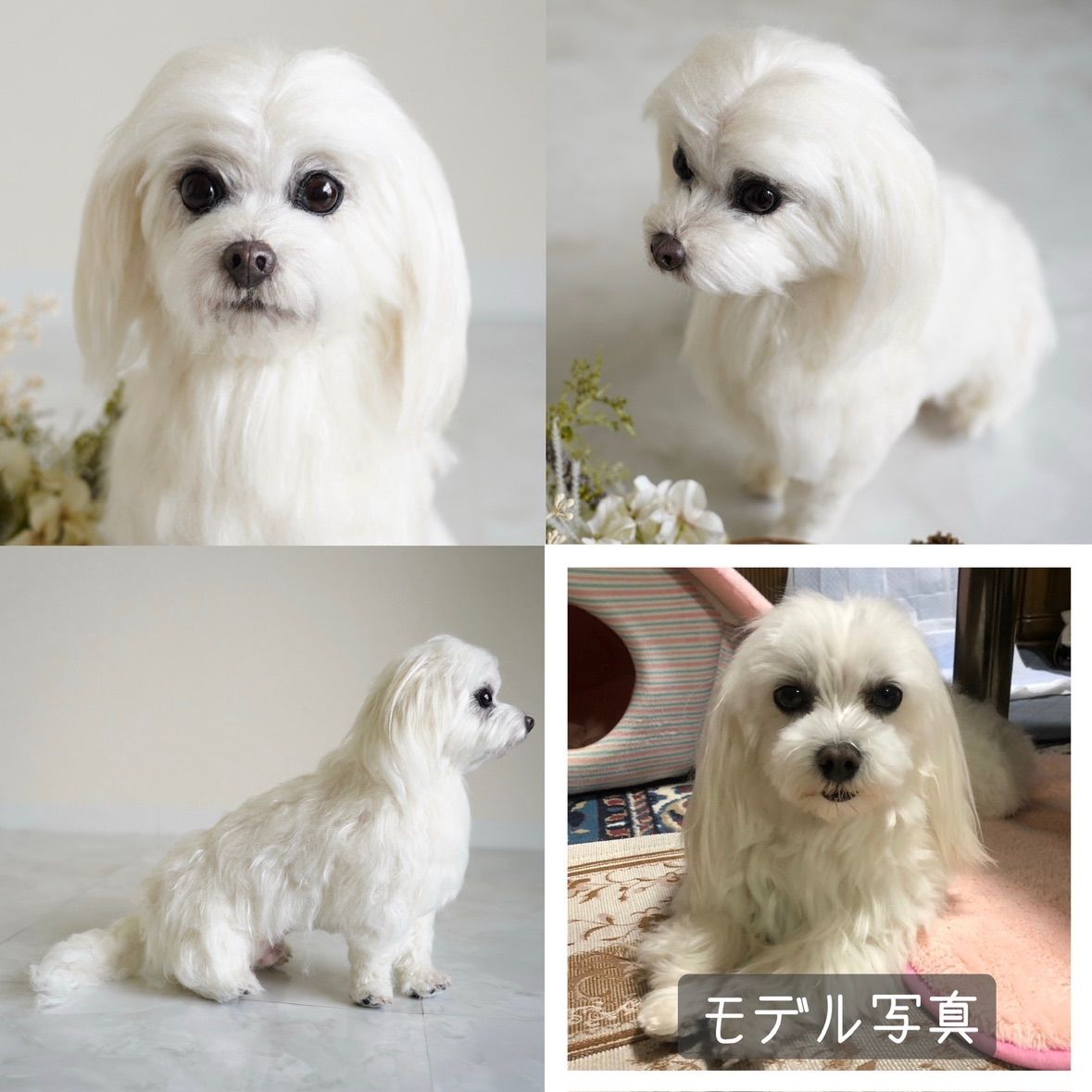 大サイズ