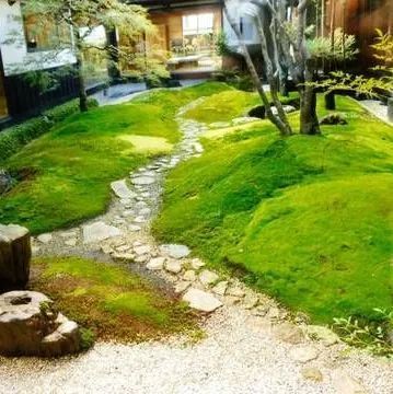 スナゴケ大容量・60×30cmサイズ・お庭・盆栽・植え木周り・グランドカバー - メルカリ