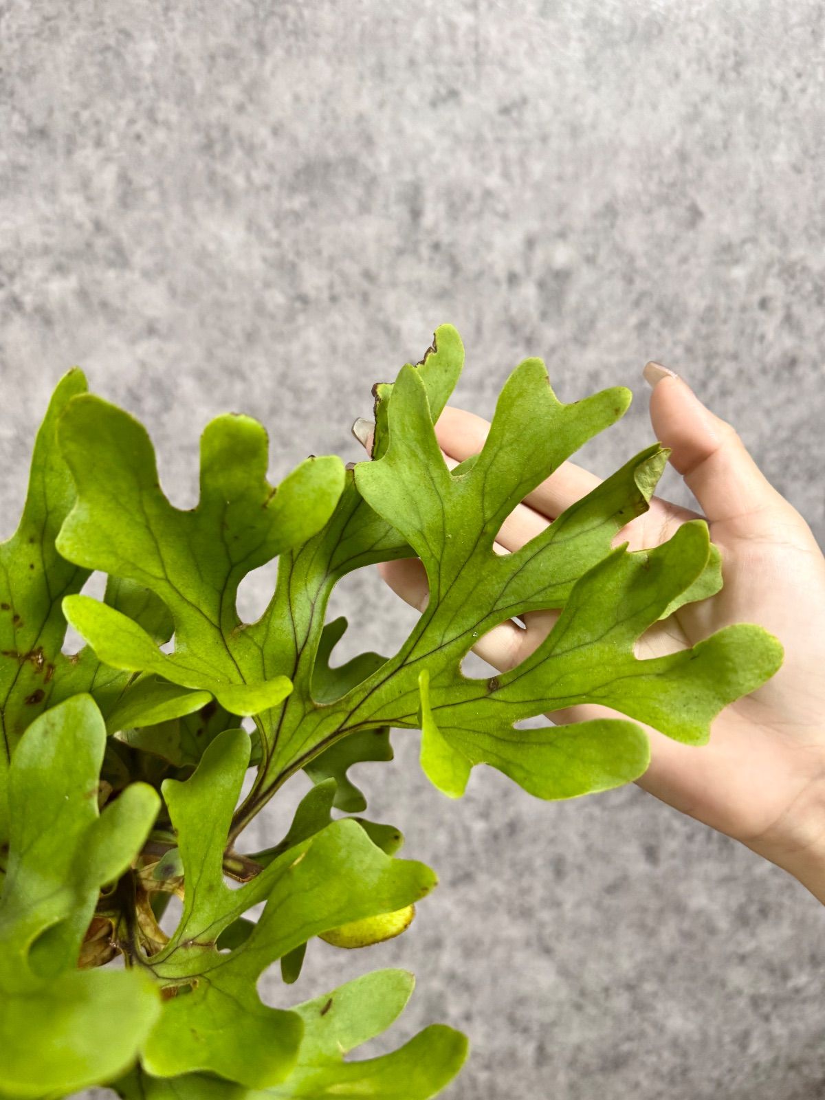 輸入直後!! 【 極太葉・Mサイズ】B45 ▽P.ridleyi Wild from Central