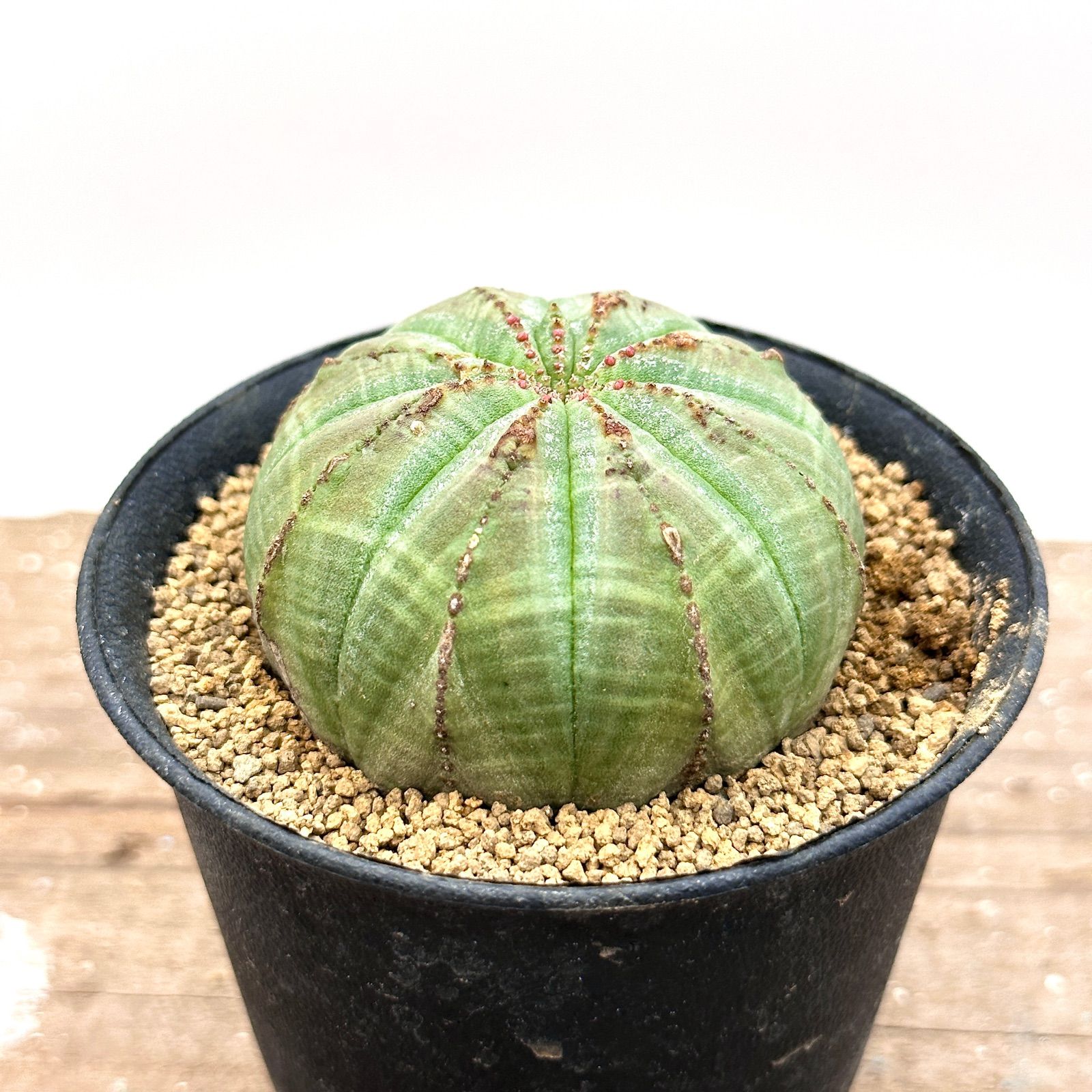 ユーフォルビア オベサ 実生 多肉植物 塊根植物 コーデックス