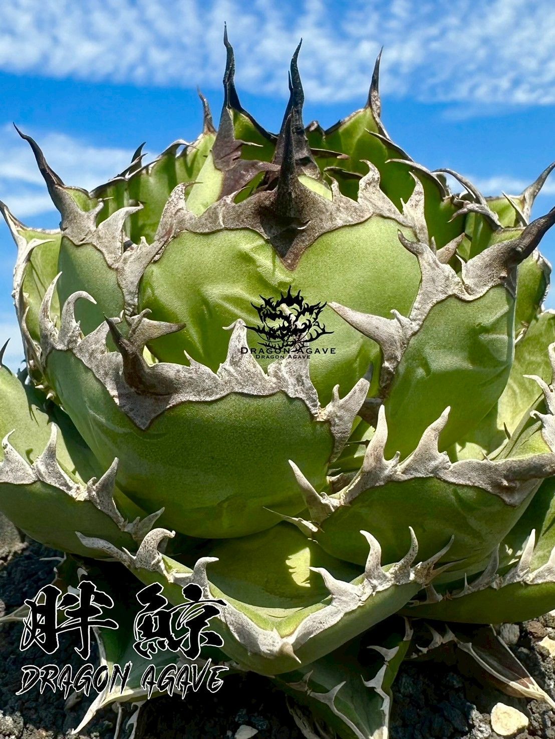 アガベ チタノタ ルナムーン Green Life産 中株 アガベ チタノタ クラブ