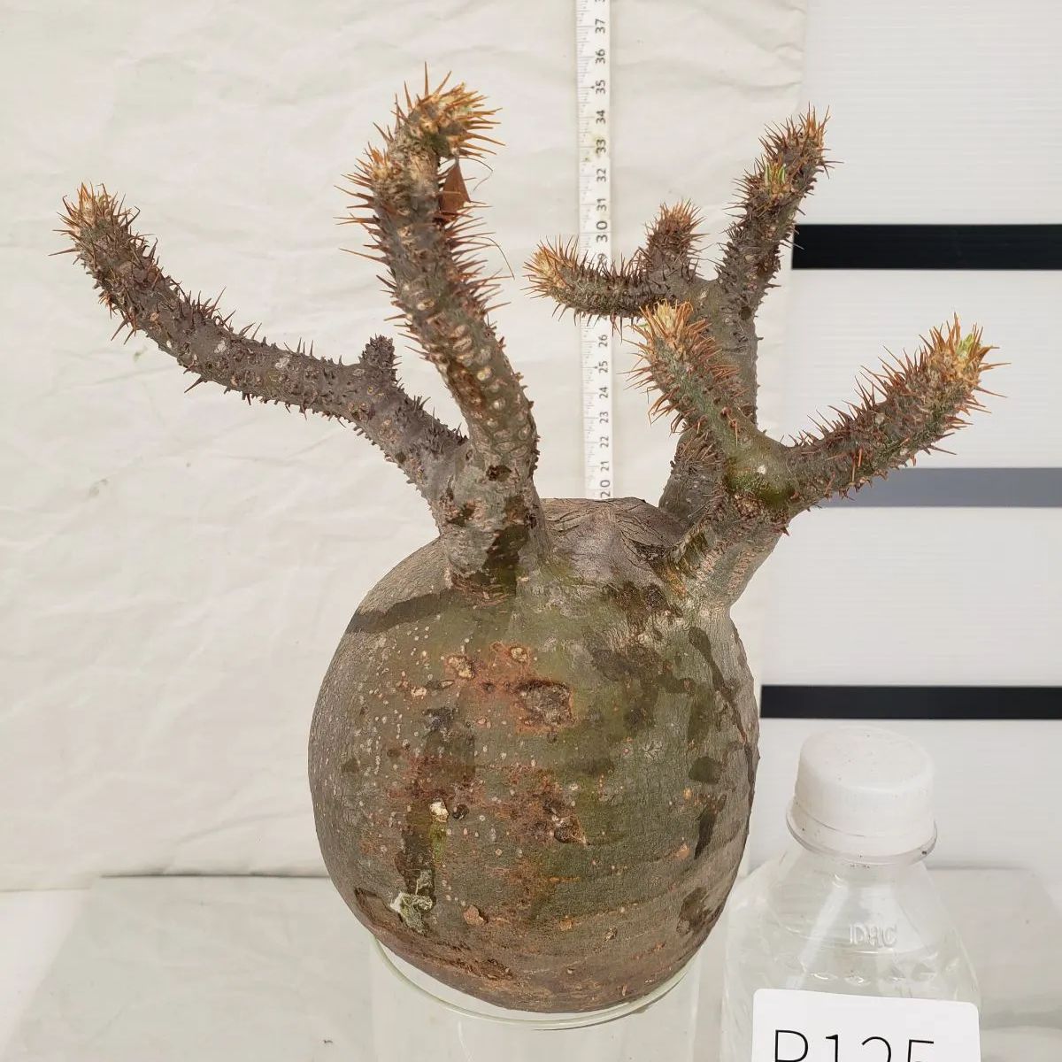 P125【最新到着】Pachypodium グラキリス（M)（現地球・抜き苗）【塊根植物】 - メルカリ