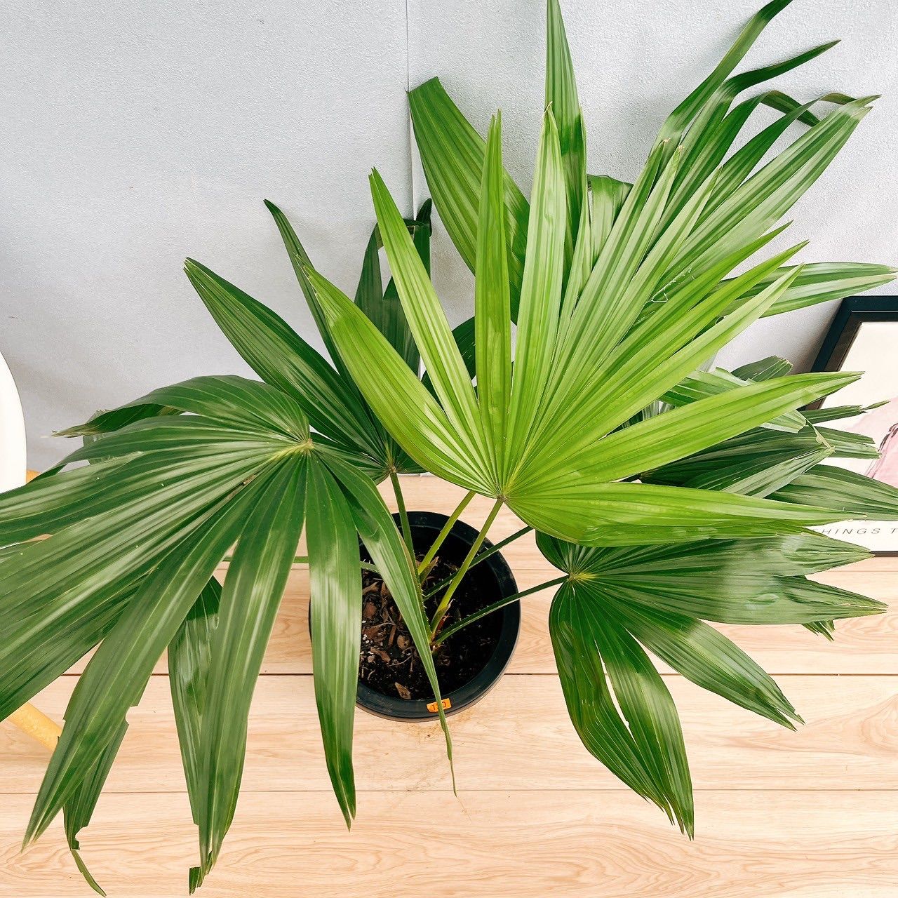 ［現品］C3 ビロウヤシ　8号　観葉植物　大型　ヤシ　南国風　おしゃれ 現品］C3 ビロウヤシ 8号 観葉植物 大型 ヤシ 南国風 おしゃれ