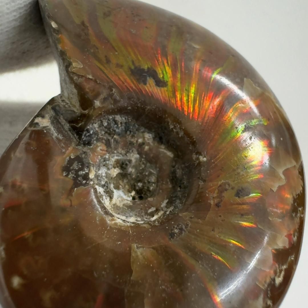 レッドファイヤーアンモナイト 化石 クリオニセラス アンモナイト 化石標本 E31105】レッドファイヤーアンモナイト 化石 クリオニセラス