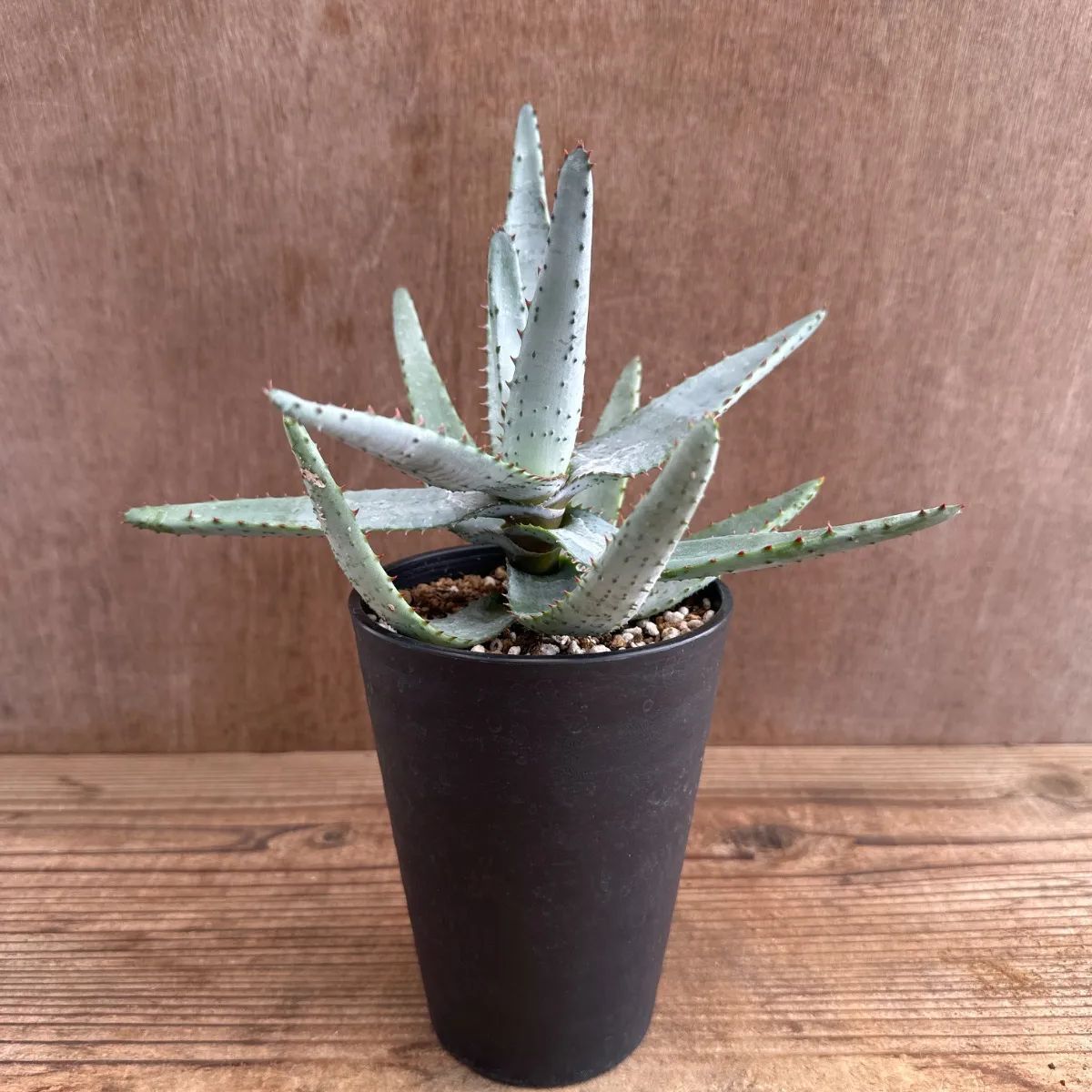 アロエ コニフェラ ① 現品 Aloe conifera 豆切丸 翠眉殿 棘 観葉植物