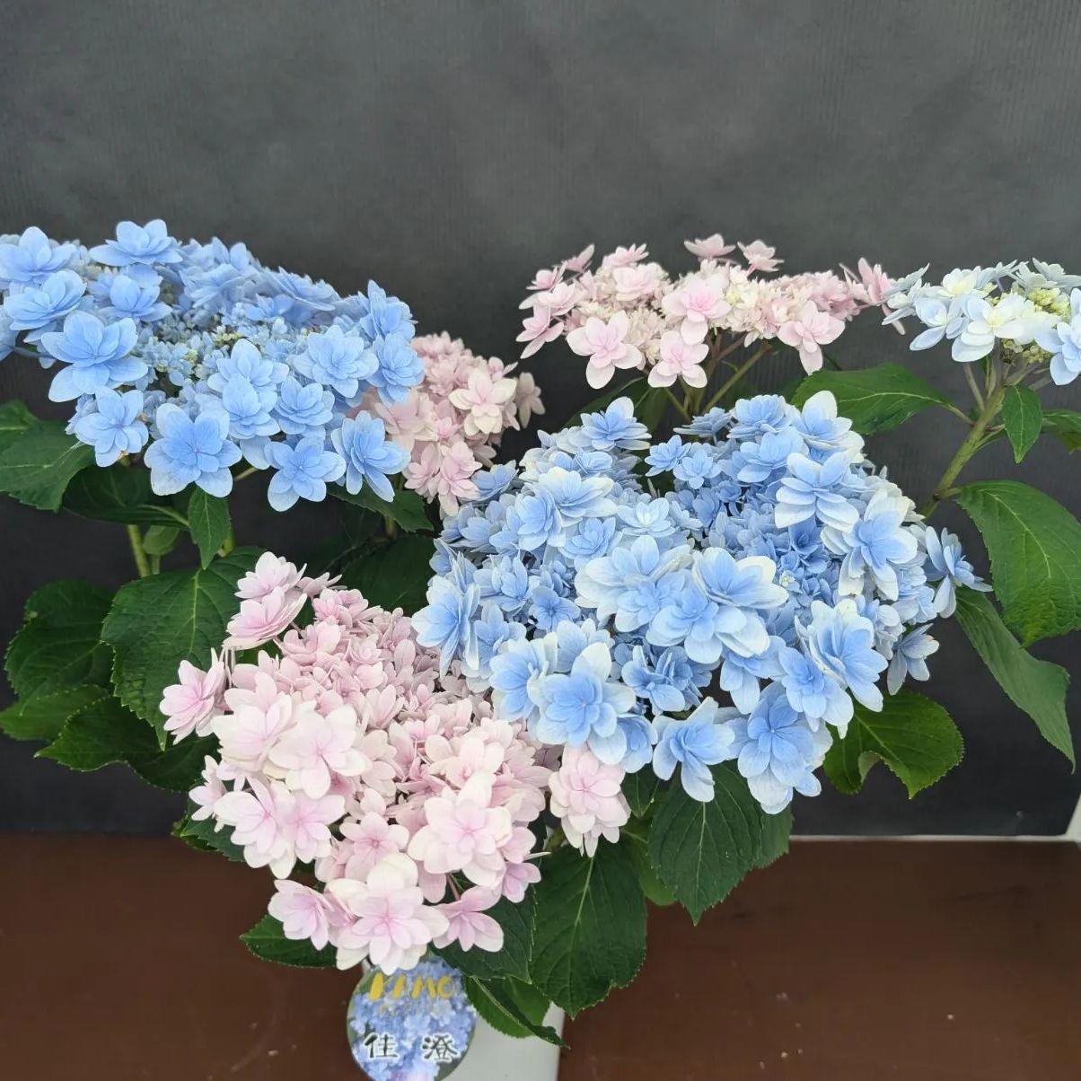 紫陽花 アジサイ エレスノ さかもと園芸 5号鉢＆天照太御神 7号鉢