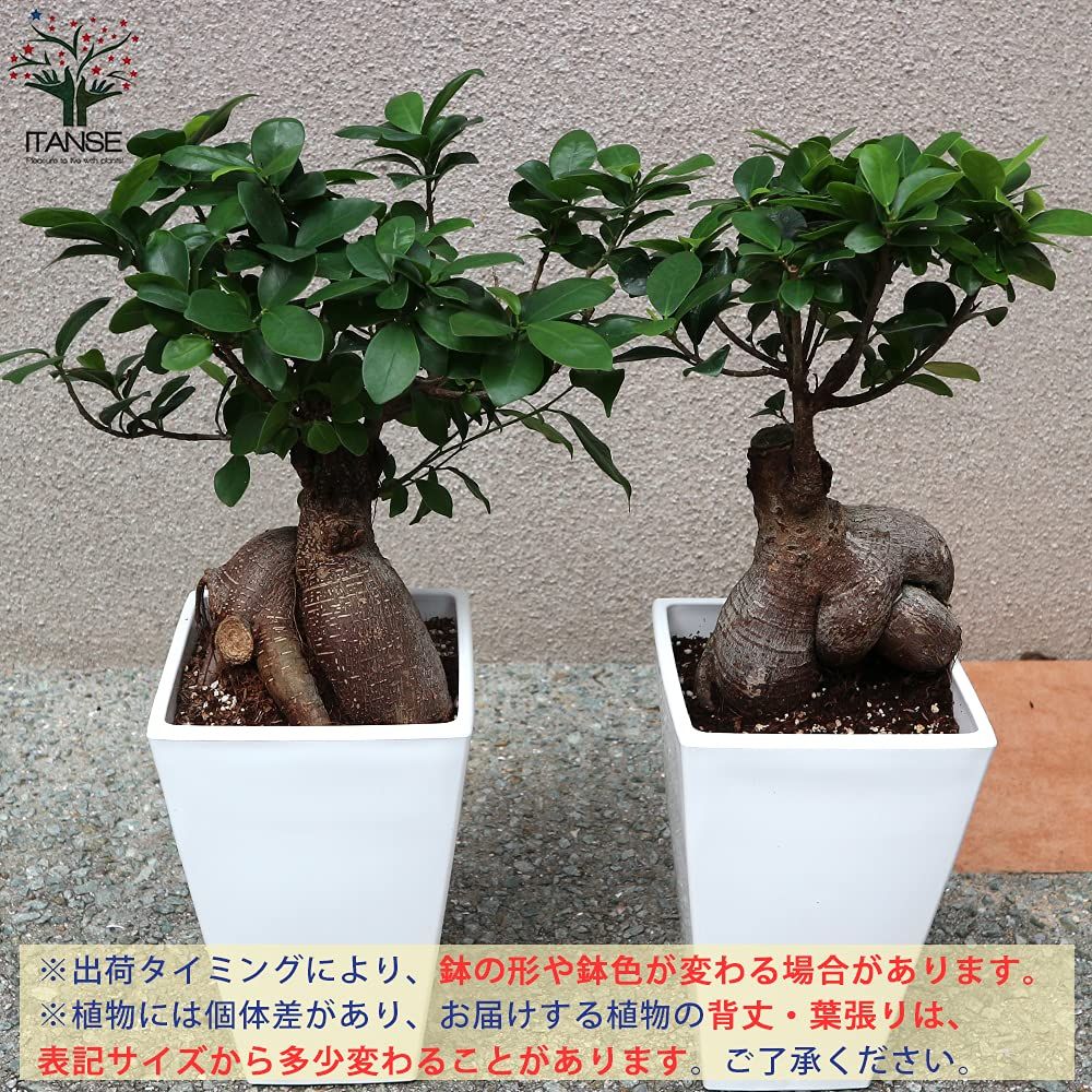 盆栽仕立てのように鉢植えにして小さくして楽しみます