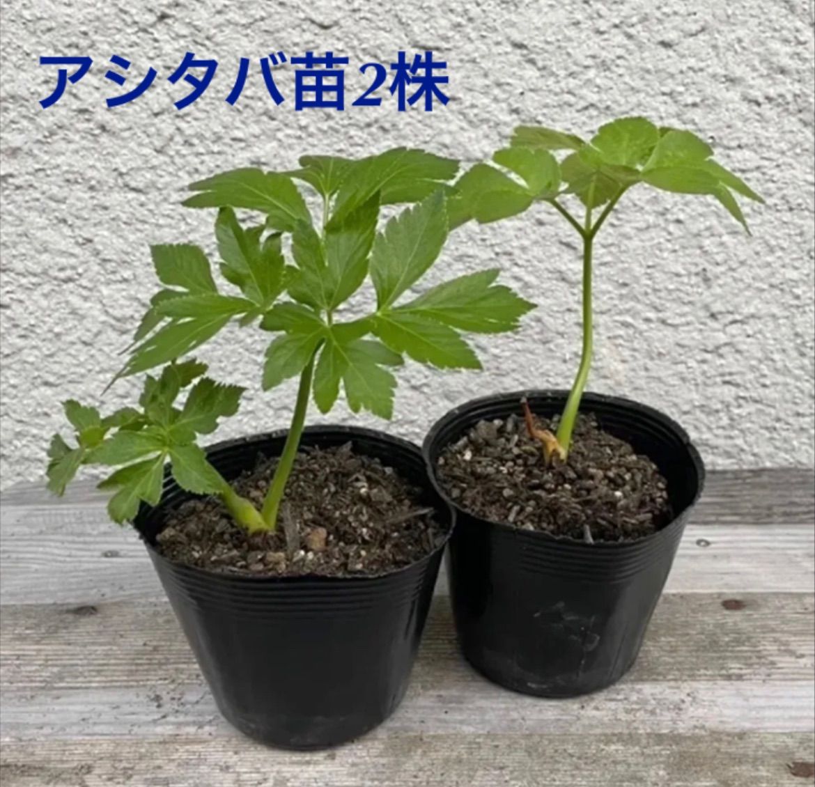 明日葉 アシタバ 抜き苗2株 - メルカリ