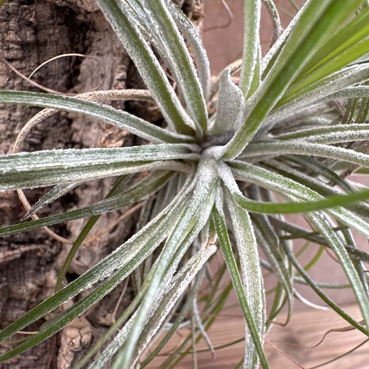 ブロメリア・エアープランツ wasawat Tillandsia Goomong wasawat