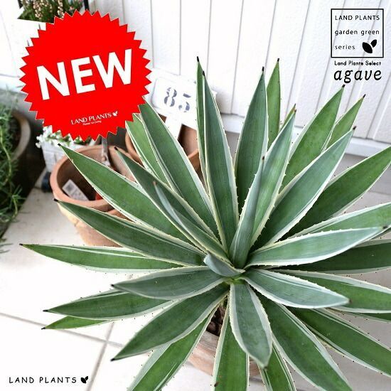 アガベ ハクセンコウ アガベ ハクセンコウ 白閃光 10号鉢つき 特大