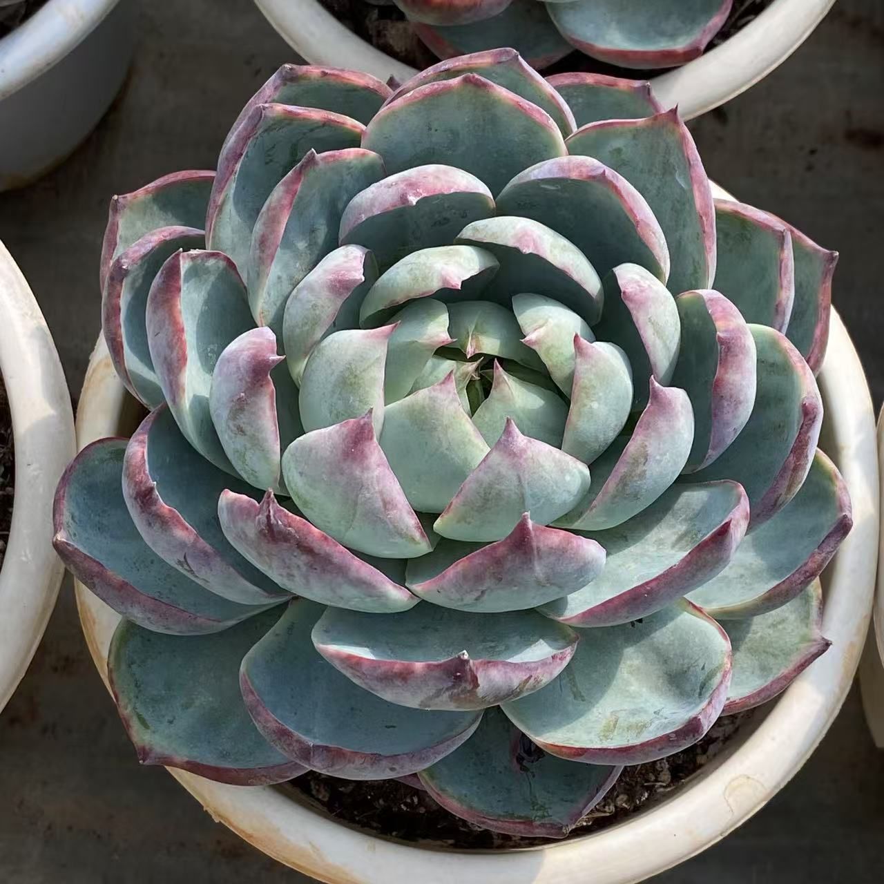 NGN1439×18 チワワ単頭 抜き苗 多肉植物 アエオニウム エケベリア 韓国苗