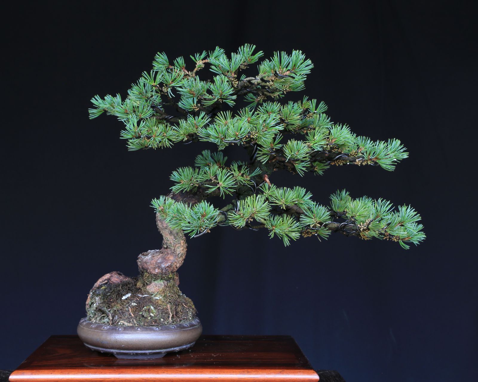 吾妻五葉松 大巓性 ダイテンショウ 文人調 盆栽 樹齢約25年 泰寿園 Online 現品 松 盆栽 五葉松 松柏 室内 鑑賞 趣味 卓上盆栽 盆栽鉢 グリーン 和 ギフト プレゼント ミニ盆栽 誕生日 母の日 父の日 敬老の日 記念日 1 YUZUMIYA_COM
