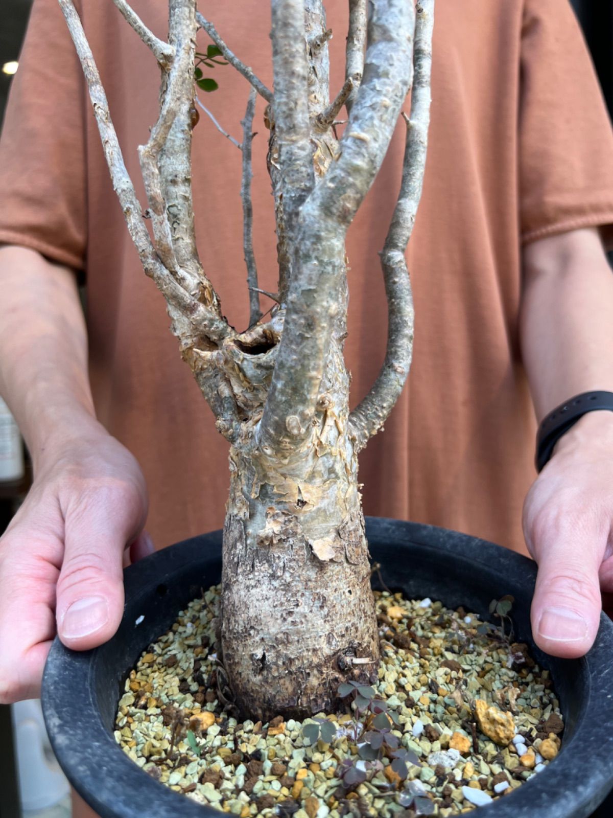 コミフォラ　フンベルティ　鉢付き　現地球 コミフォラ フンベルティ | hanayoshi-botanical