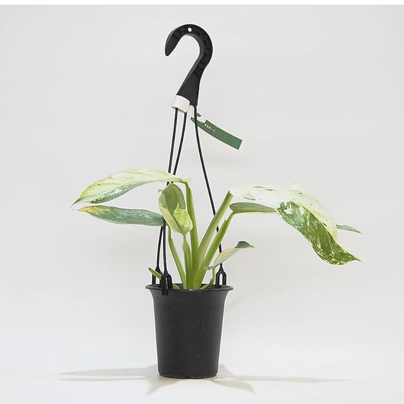 希少❗️フィロデンドロン グロリオーサム バリエガタ 斑入り