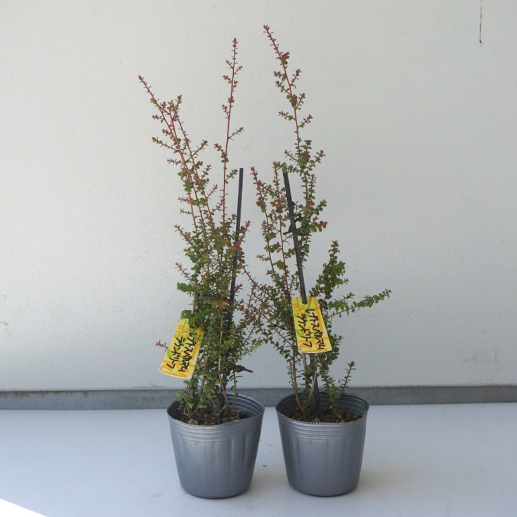 レプトスペルマム ラウンドリーフ 2苗セット - メルカリ