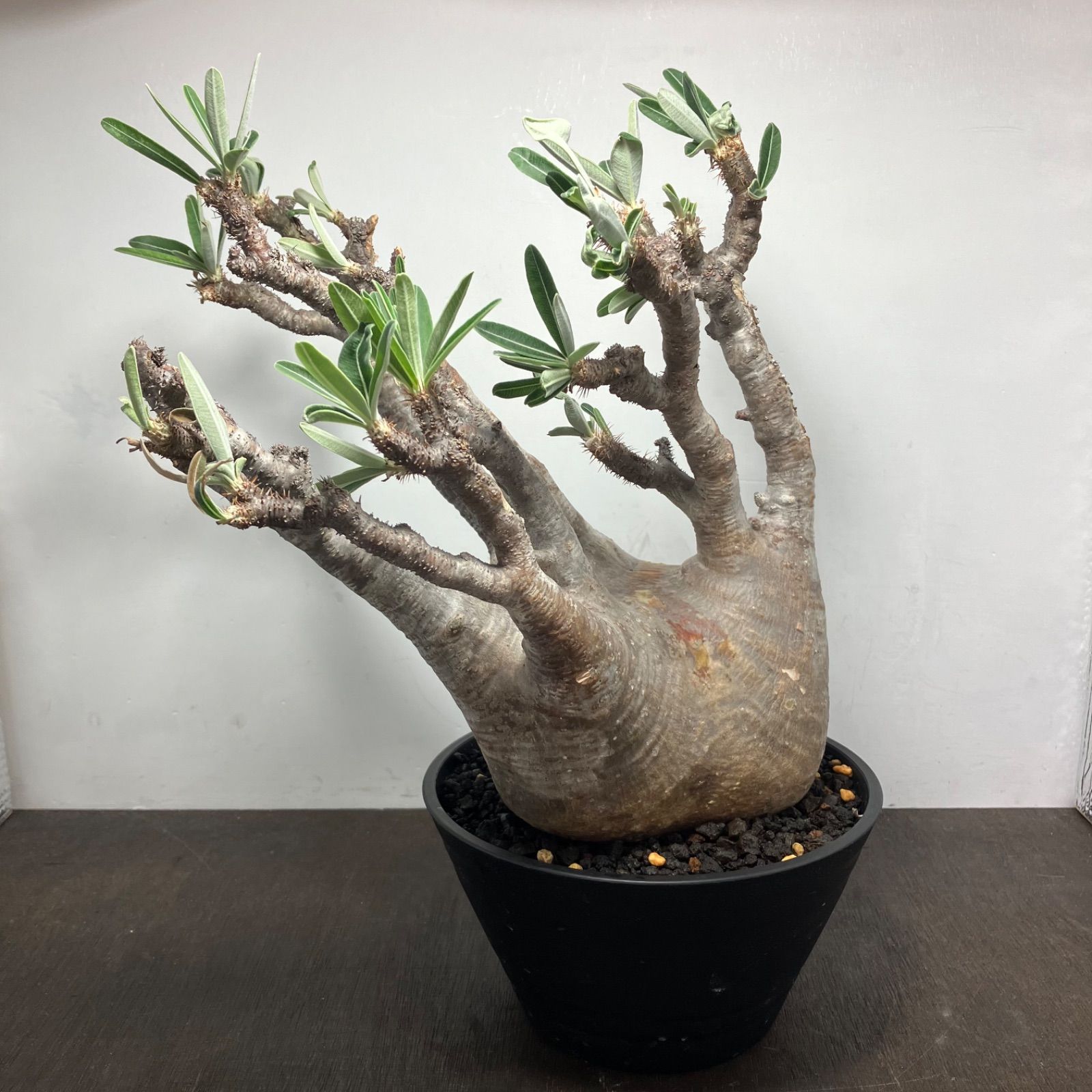 パキポディウム　グラキリス　現地球　発根済　扁平　手乗りサイズ　厳選株　まんまる パキポディウムグラキリス現地球発根済まんまる手乗りサイズ厳選株①