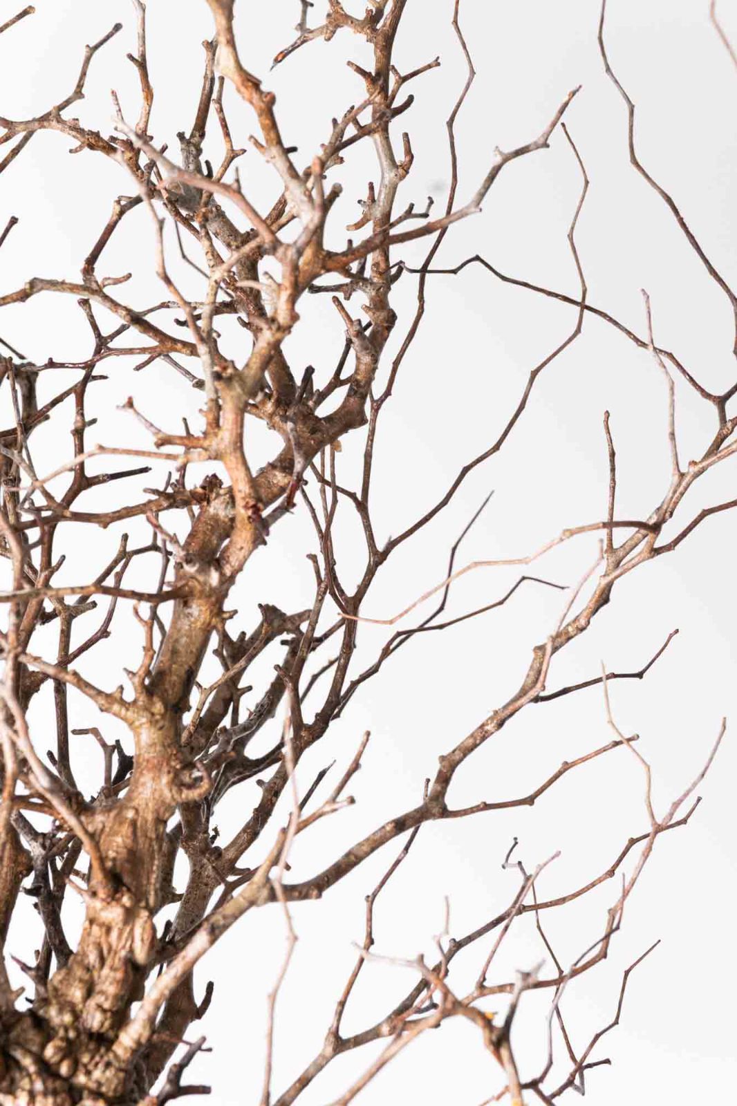 AP80 オペルクリカリア パキプス コーデックス ベアルート株 MP241