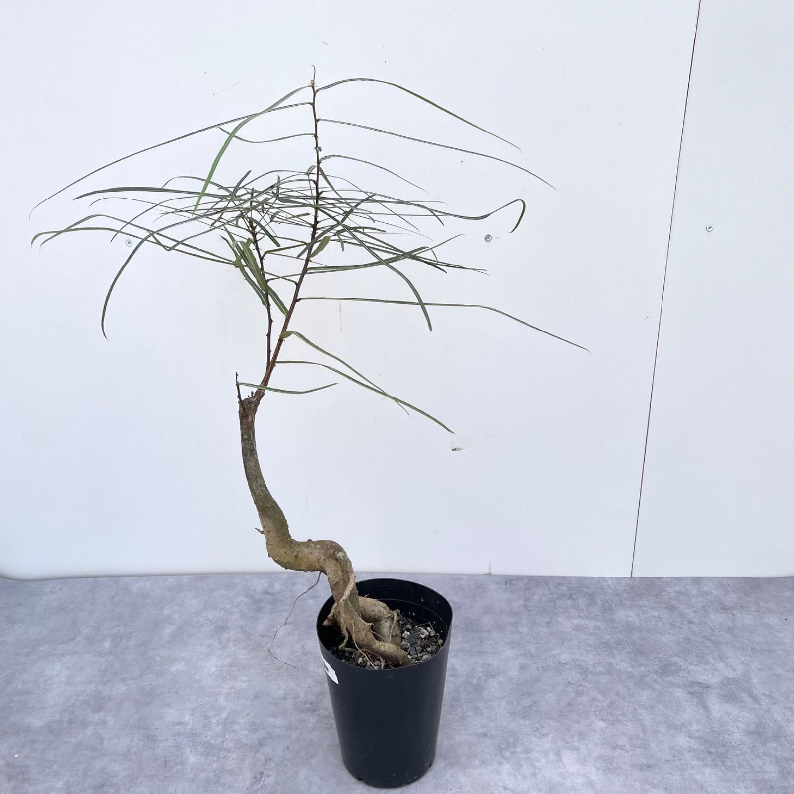 ボトルツリー ブラキキトン 2【現品】観葉植物 オージープランツ 室内 - メルカリ