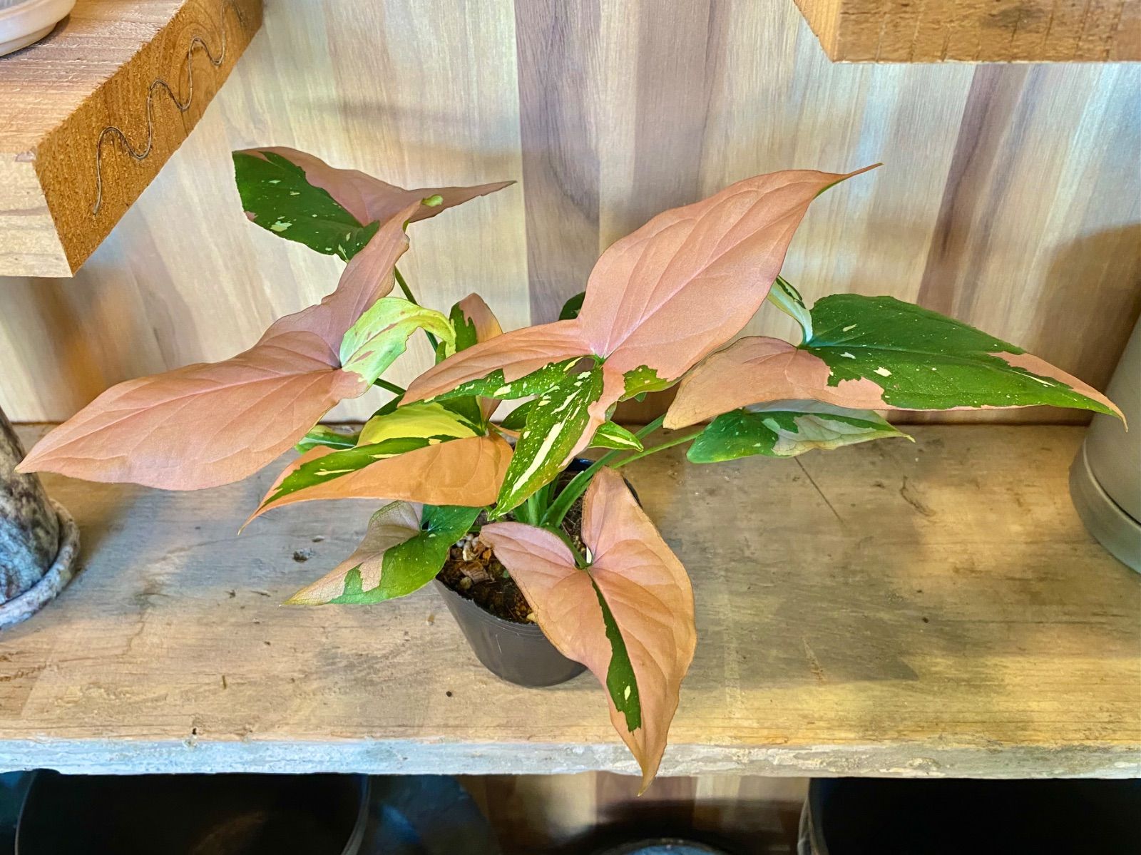 シンゴニウムトリカラー&レッドラーバーミックス シンゴニウムトリカラーとレッドラーバーのミックス