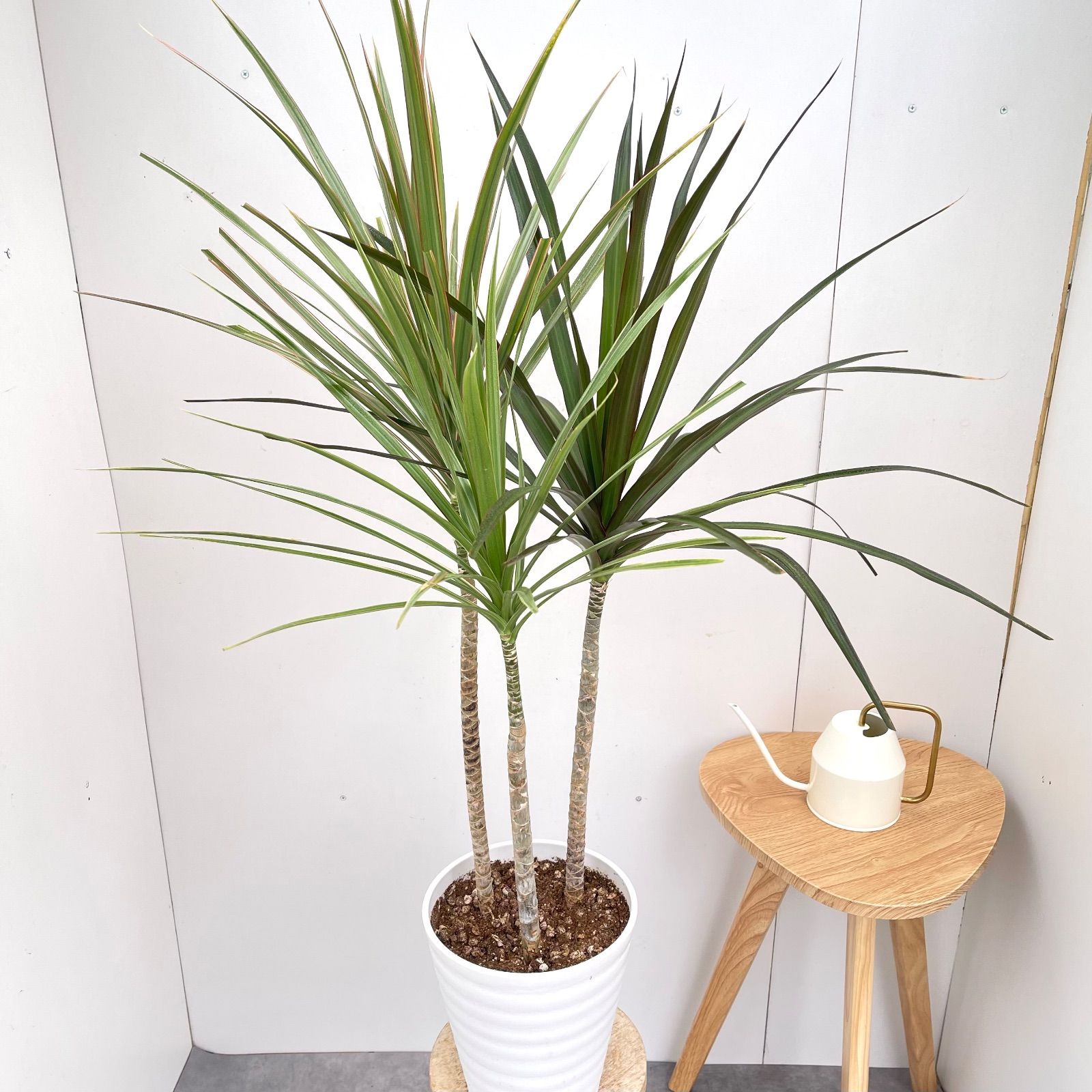 ⭐ドラセナ ・コンシンネ⭐3点セット ドラセナ コンシンネ 3色植え 3【現品】観葉植物 室内 7号