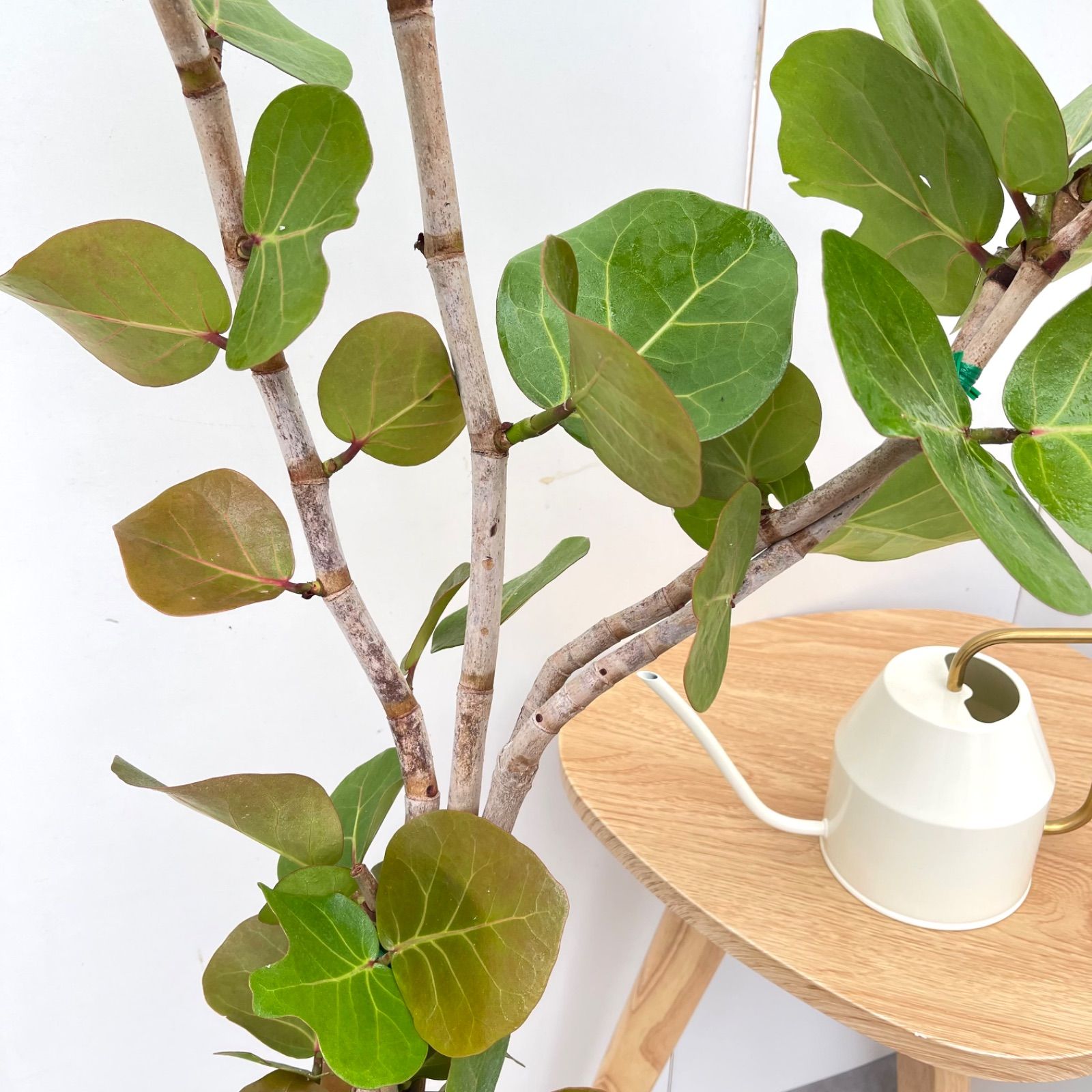 現品 観葉植物