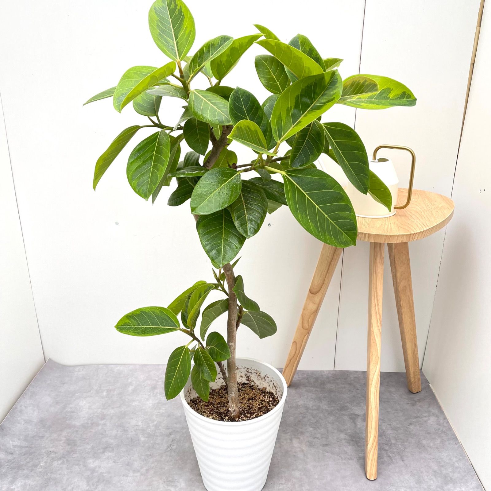 ［現品］2番　フィカス　アルテシマ　曲がり　8号　観葉植物　室内　大型　ゴムの木 現品］2番 フィカス アルテシマ 曲がり 8号 観葉植物 室内 大型 ゴムの