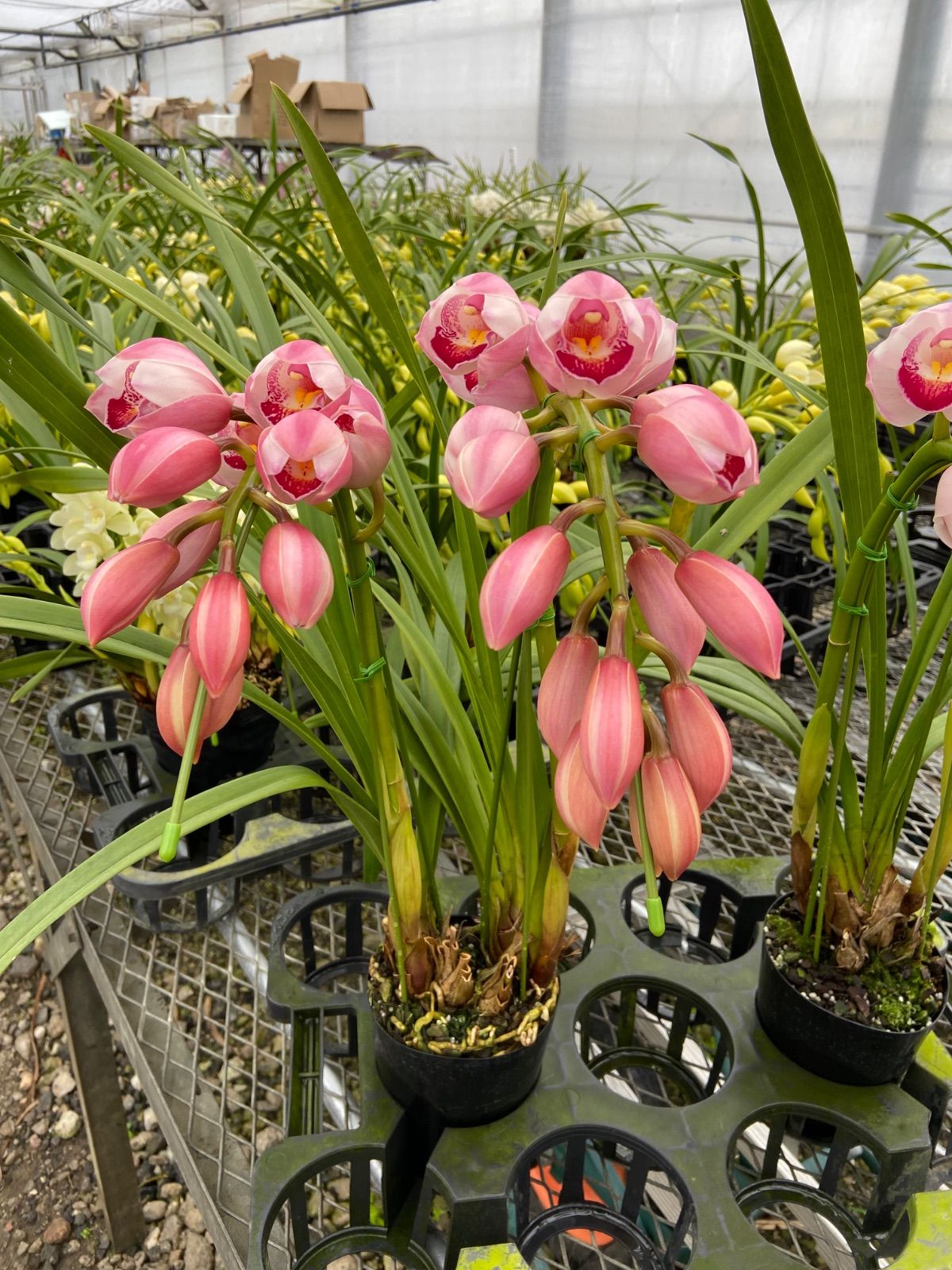 tany　【ハーフウォレット】ドロップハンドル付き ナチュラル コンチョ tany様専用 【ハーフウォレット】ドロップハンドル付き ナチュラル