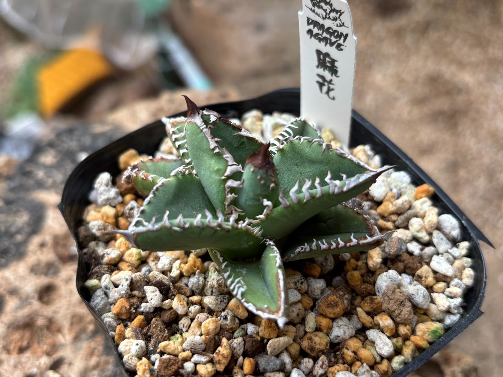 Dragon Agave産》アガベ チタノタ '麻花'（'麻花龍'）｜台湾