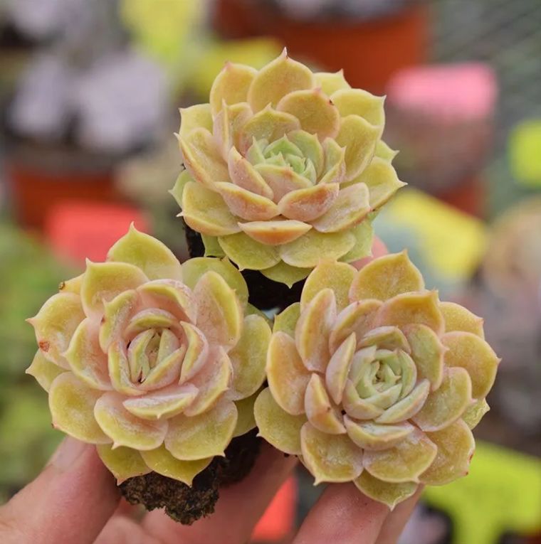 男*屋様 K1135 ヴィンセント・カトー 50株 多肉植物 抜き苗 エケベリア