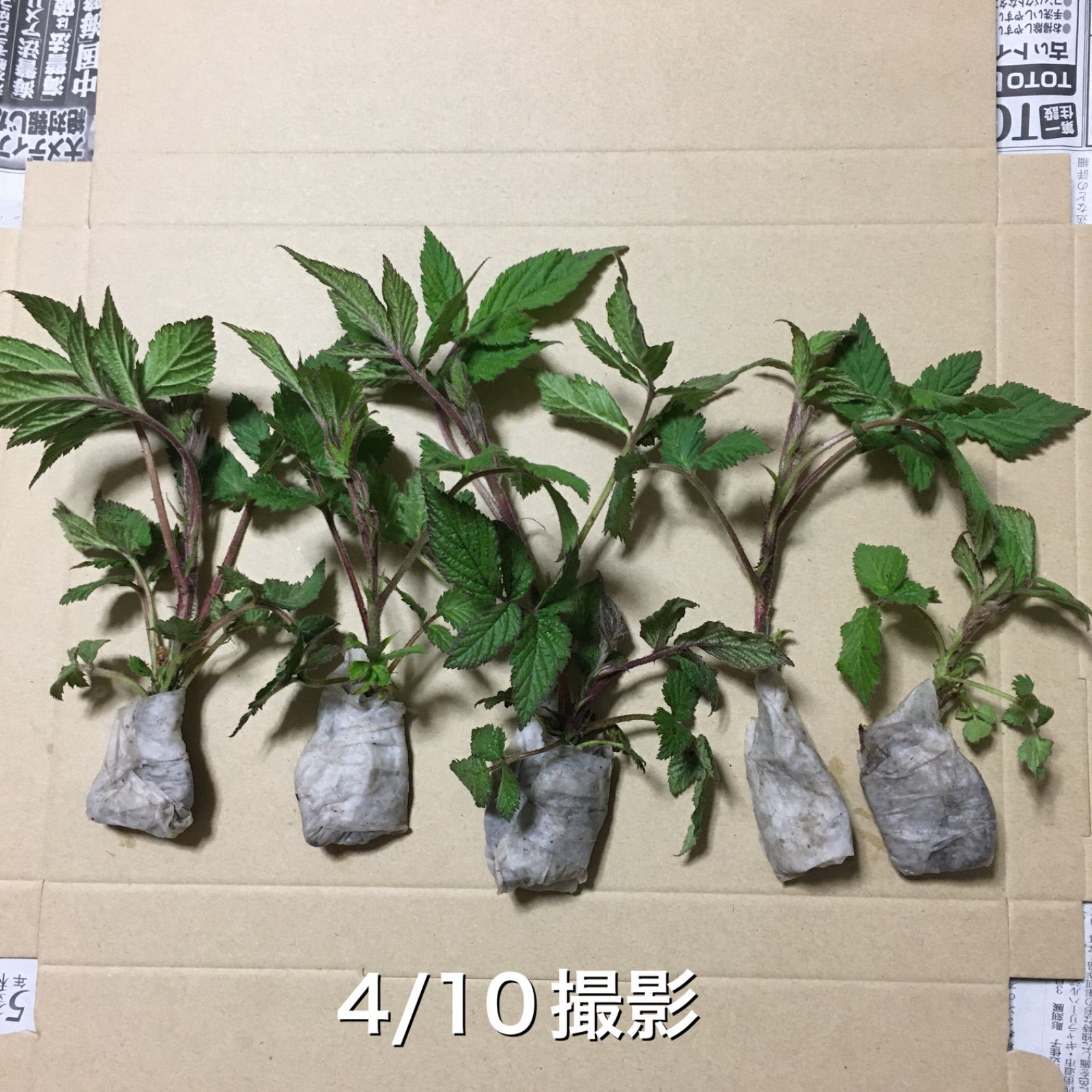⭐️草苺苗20株(小)⭐️ 20株8000円→値下げ3000円 木苺苗