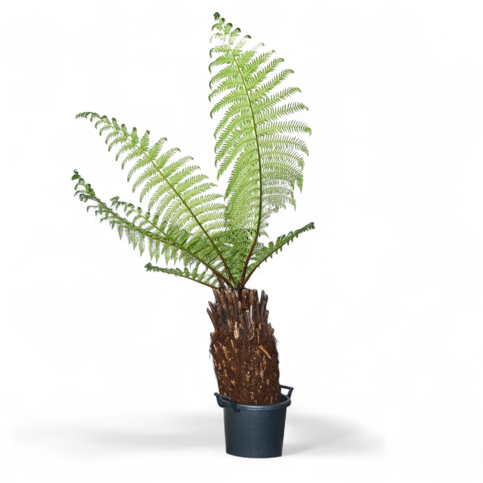 Dicksonia