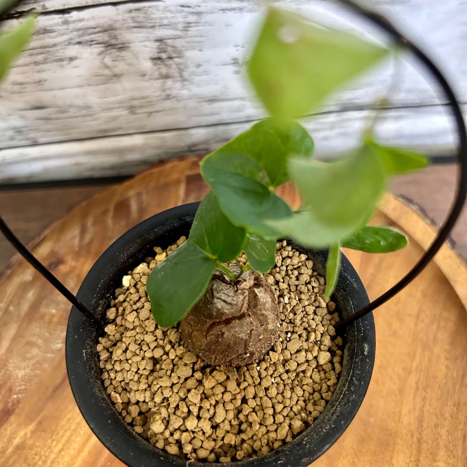 ☆*☆様 メキシコ亀甲竜（SBラベル）　塊根植物　珍奇植物　ディオスコレア・メキ コーデックス：メキシコ亀甲竜 ディオスコレア マクロスタチア